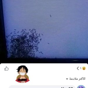 النمل والسكر 012